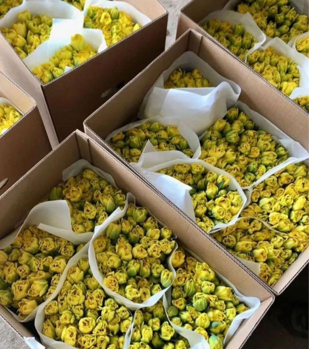 Цветы голландия и местные