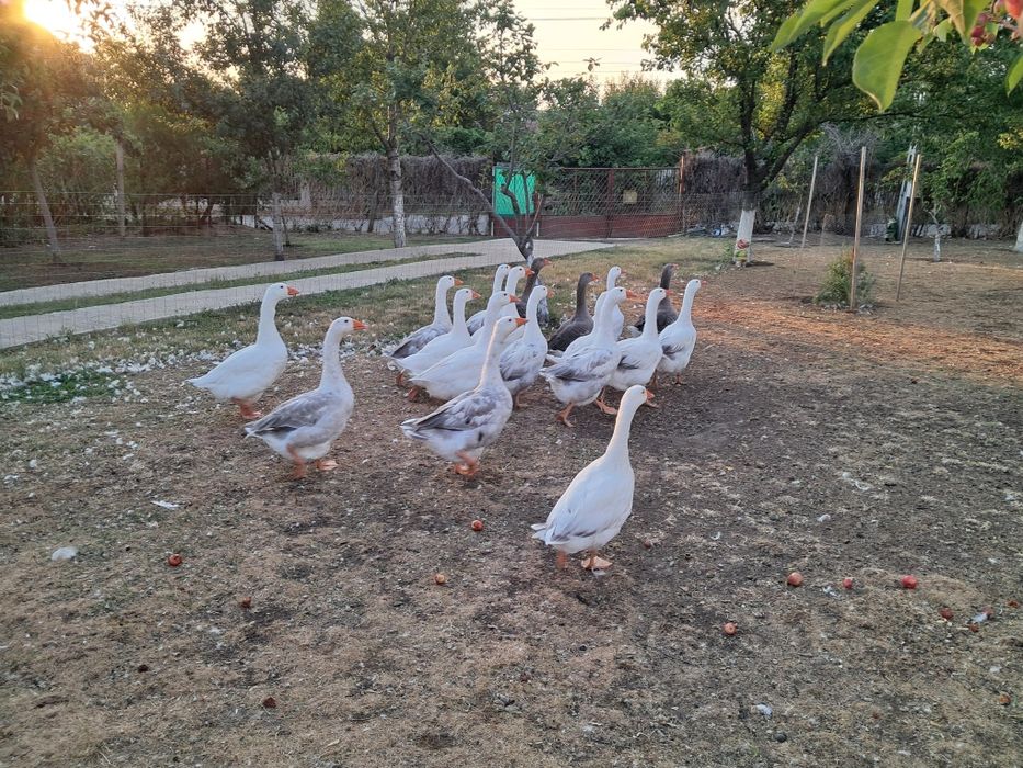 Gâște mature și tinere de țară