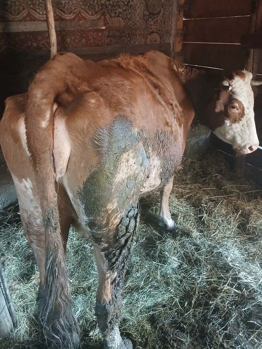 Vacă de vânzare ultima lună dea făta