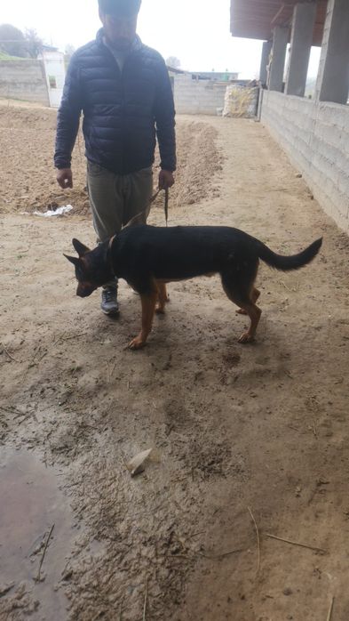 Yeb ichishi joyida soliqlarri yaxshi vaqtiga emlangan i