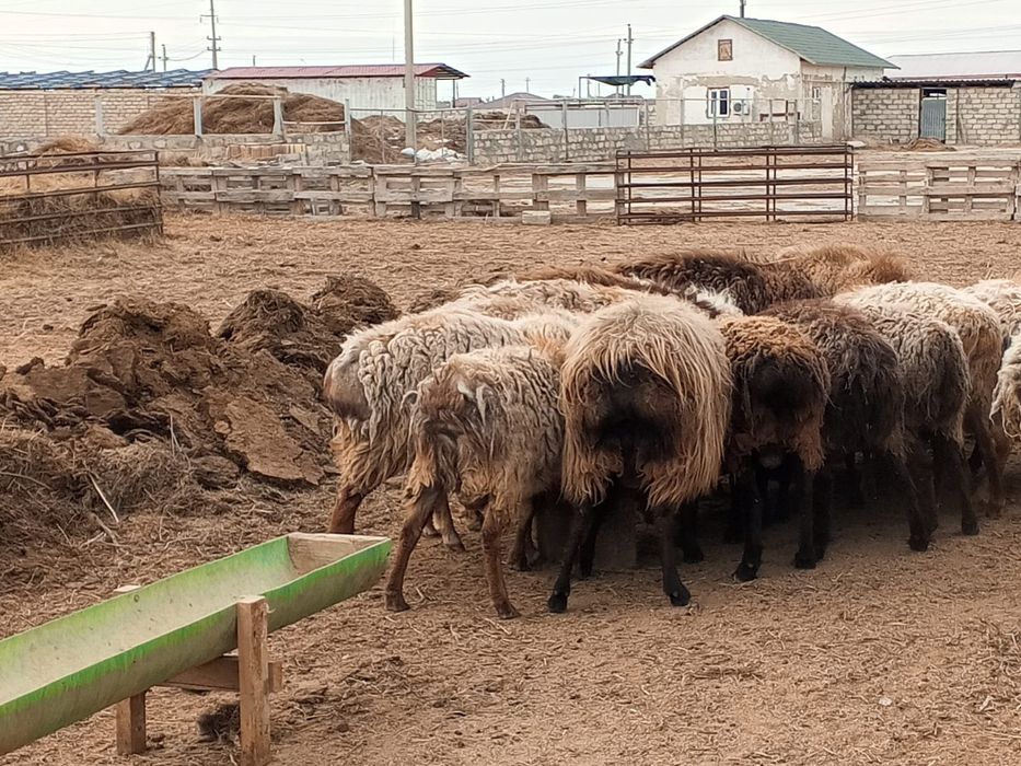 Кошкар сатылады 150 000тенге