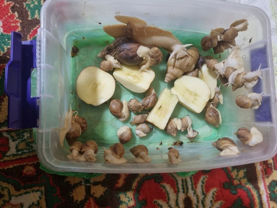 Улитка сотилади.