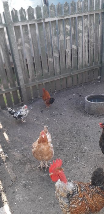 Vand sau schimb cu porumbei