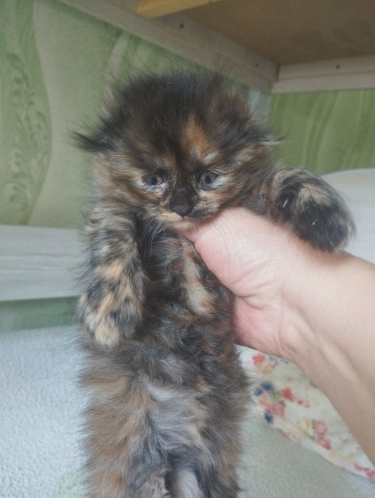 Продаются котята шотландские вислоухие
