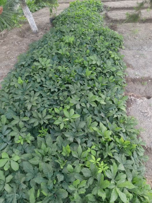 Каштан кучат сотилади