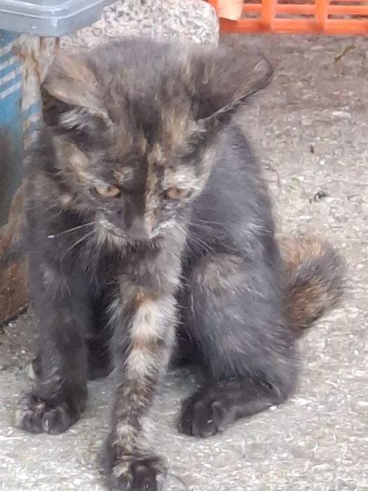 Подарявам котенца