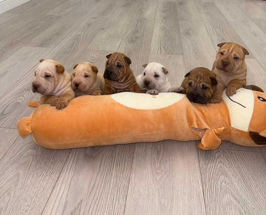 Продаются щенята шарпея!