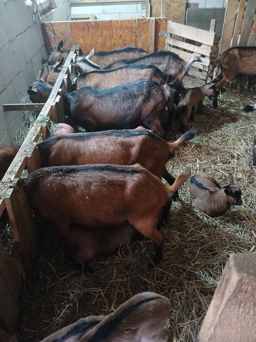 Vindem lapte de capră