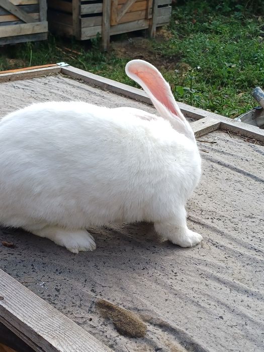 3 девочки .3 месяца- за 10000