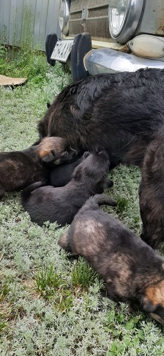 Отдам даром щенят