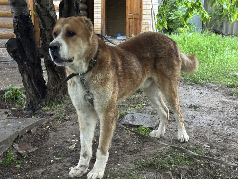 Принимаем на вязку суку