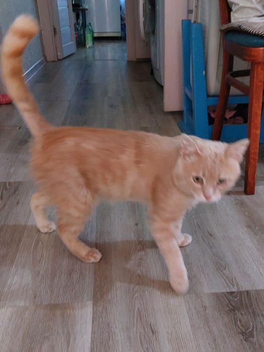 Отдам кота в частный дом