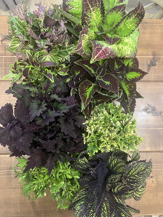 Продам сортовые колеусы