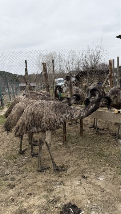 Голямо Ему Миналогодишни