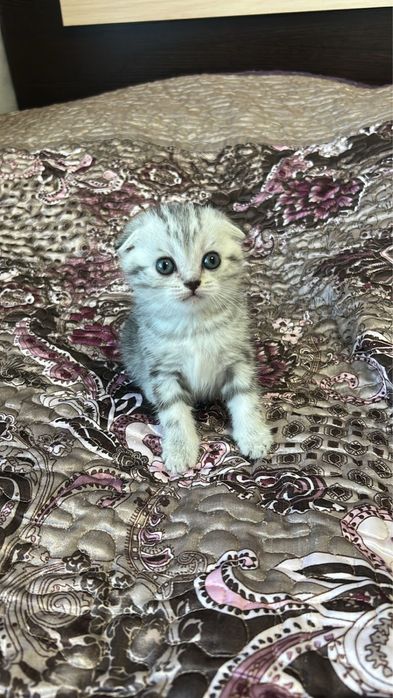 Шотландские котята