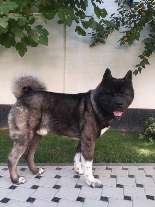 Американская Акита Вязка