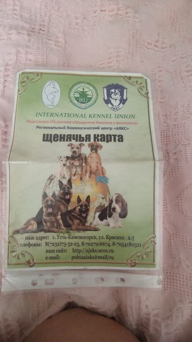 Отдаётся американский кокер спаниель