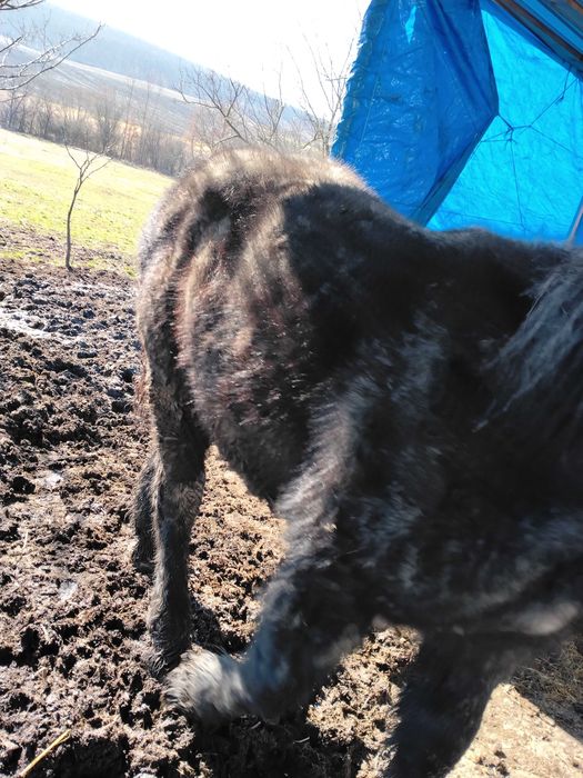 Caii de vânzare  mânzi de 7 luni