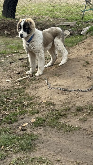 алабай кушик.