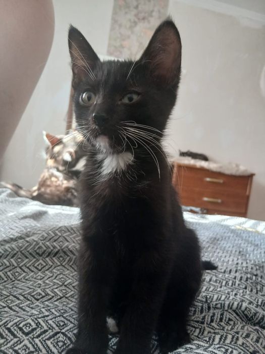 Котёнок-мальчик, 4 месяца, в добрые руки