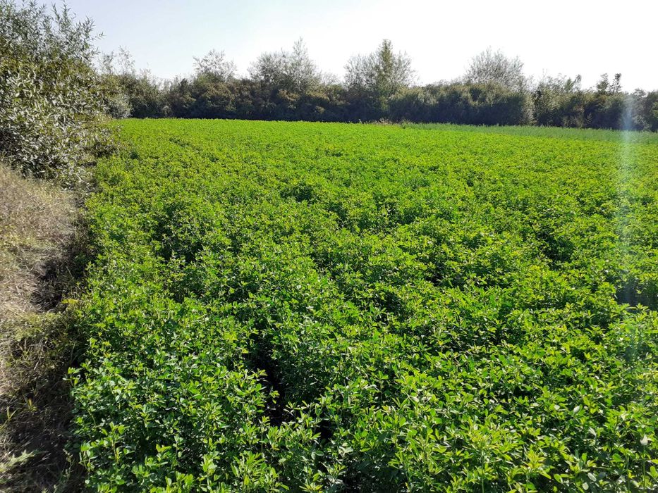 Teren intravila in satul Sannicolau Roman, suprafata de 1,590m patrati