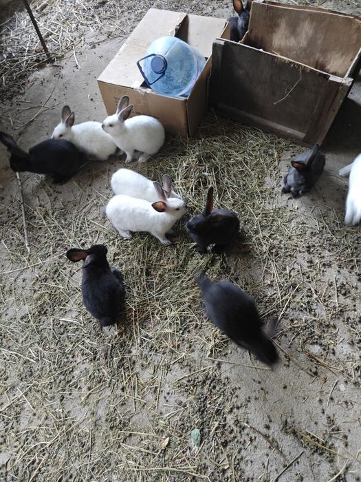 Калифорнийски зайци и други