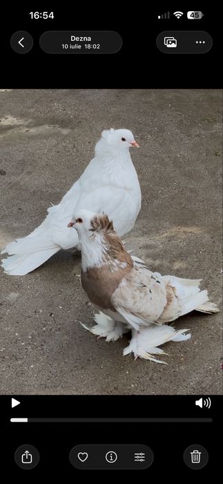 Uriasi maghiari-tobosari de buhara
