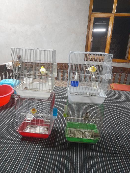 qushla sotiladi kokil kanareykala