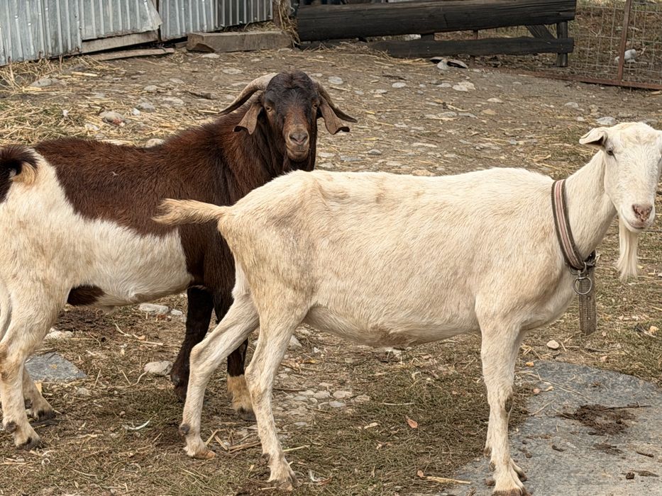 Capre boer si sannen