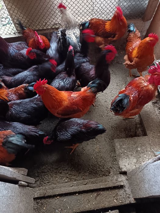 Vând cocoși tineri din rasele Rhode island și new hampshire