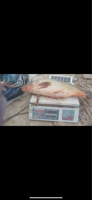 Рыбалка активная