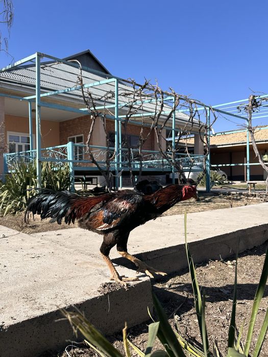 Продам чистокровных даканов