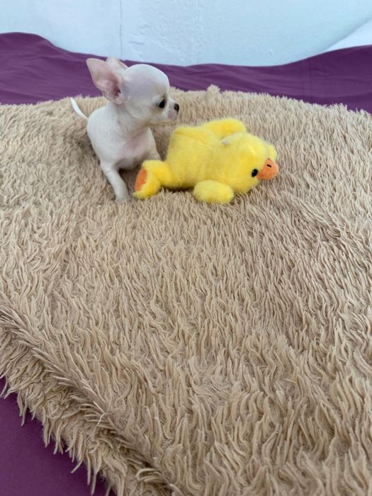 Чихуахуа Красотка