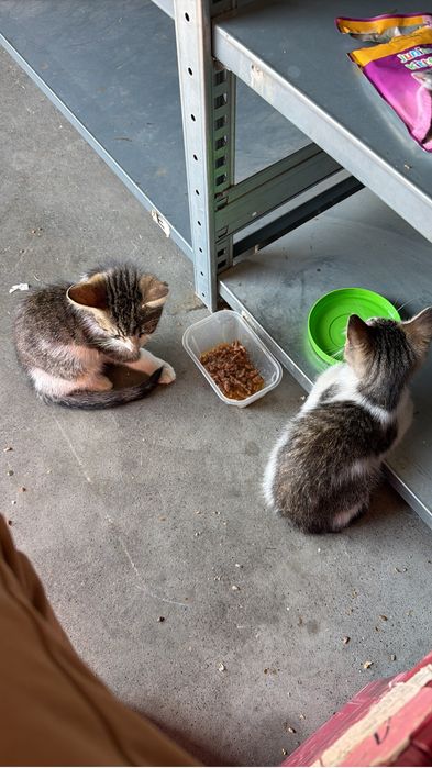 Spre adoptie … doi pisoi