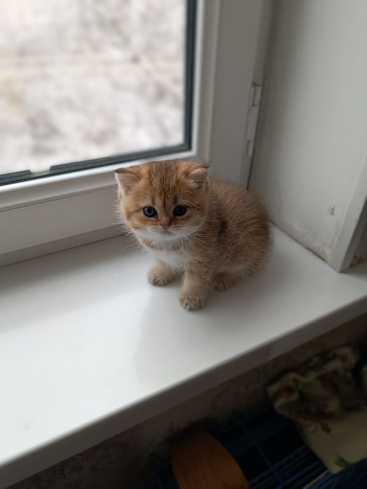 Продам котят скотиш фолд и страйт