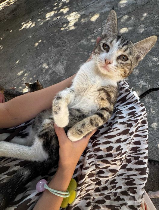 Отдам котят бесплатно в хорошие руки