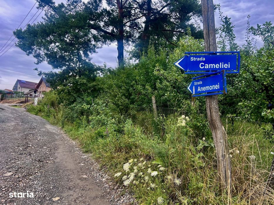 10 Ari intravilan strada Cameliei zona Leoni Tarpiului !