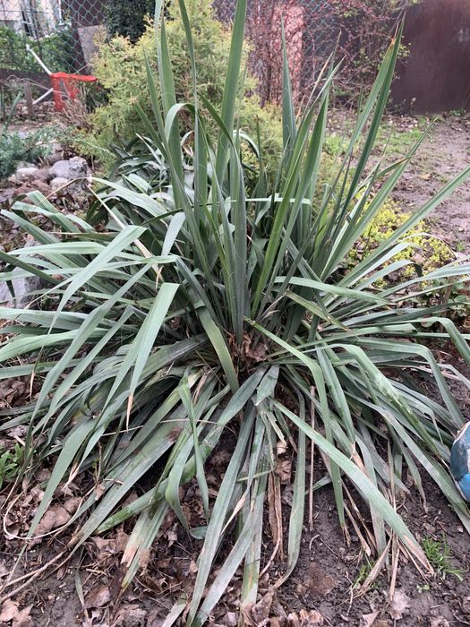 Цветы садовые разные многолетнии