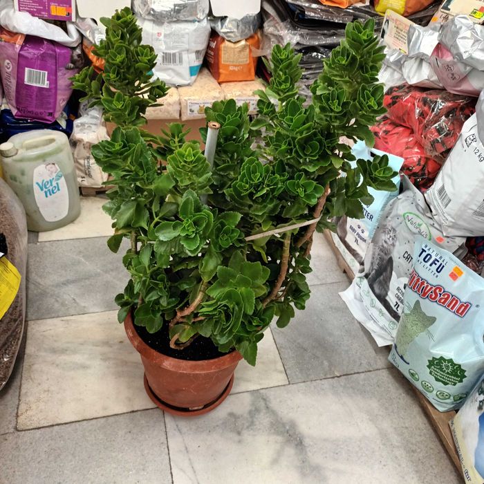 Каланхое 45лв.-80см.