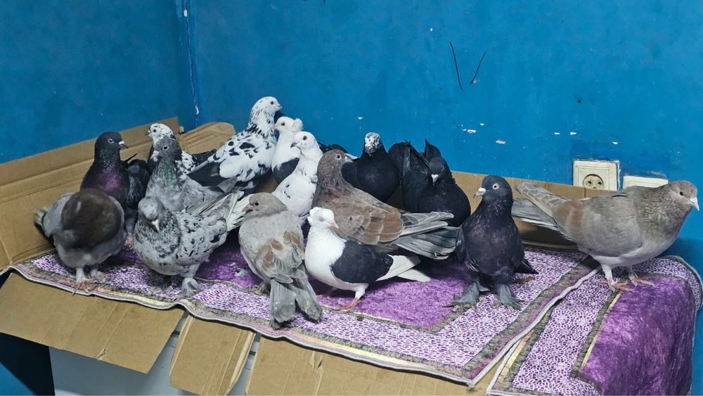 Продам летних голубей