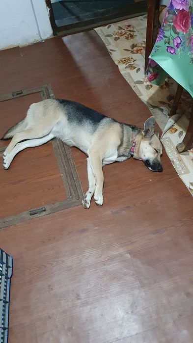 Donez catelusa metis