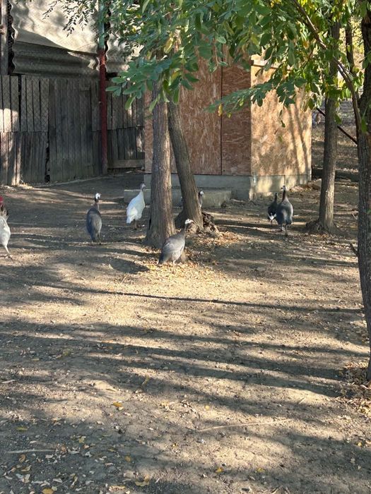 Vând cațe de curte