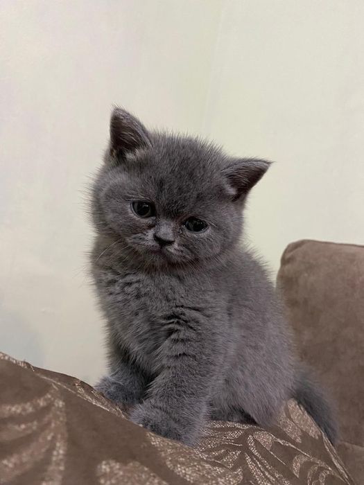 Британские котята