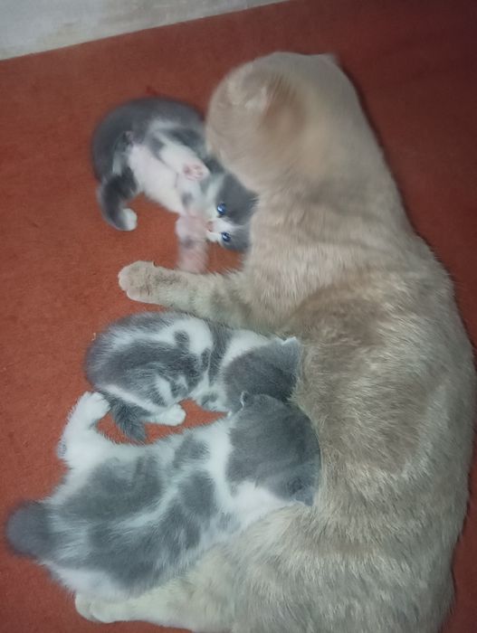 Skotic folk jsjshsjisks