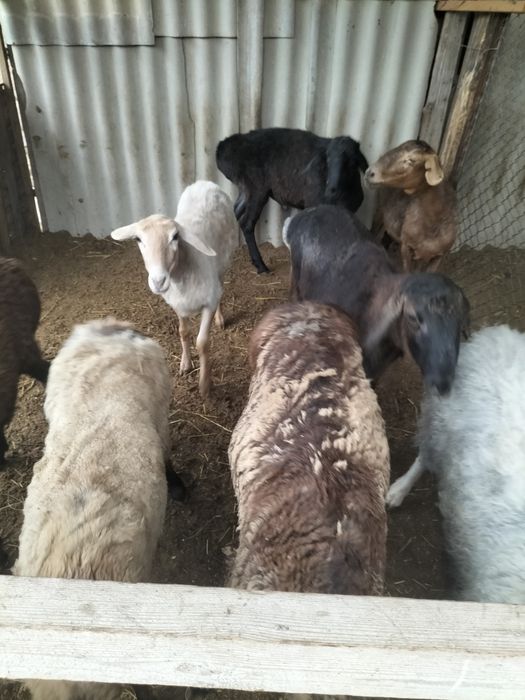 Бараны токты  кассап бар