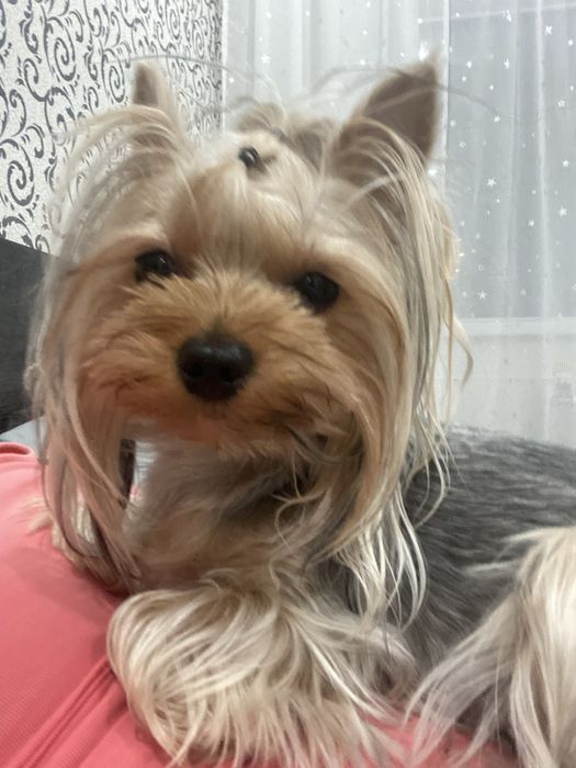 Ищим жениха йорка