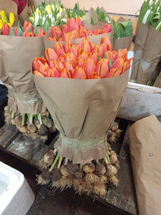 Тюльпаны по оптовой цене