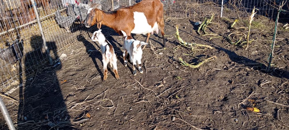 Vand capra cu doi iezi