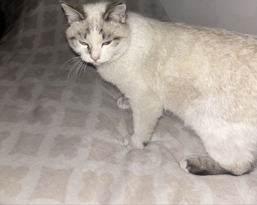 Котенок 5-6 месяцев