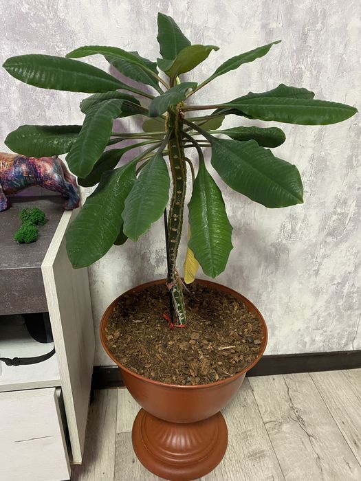 Продам недорого цветы